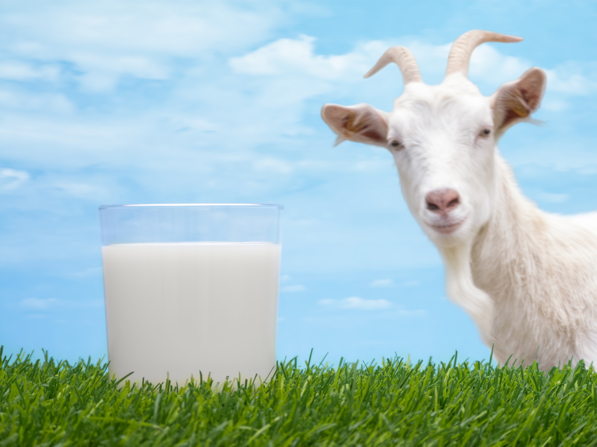 goats-milk-picture goats-milk-picture